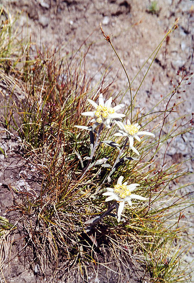 Edelweiss
