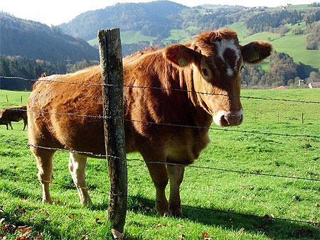 Rencontre dans le Jura Suisse