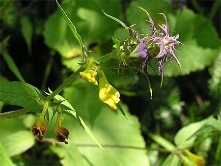Fleur