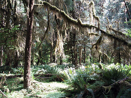 Olympic National Park - la Rain Forest