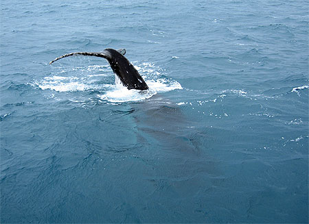 Baleine