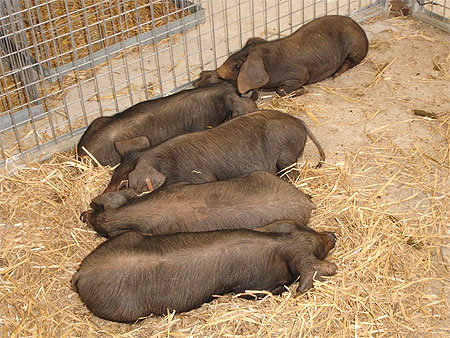 Cochon � vendre au march� de Sineu