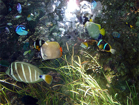 Faune aquatique � Calvia