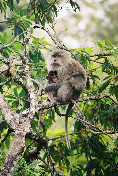 Macaques a Longue Queue