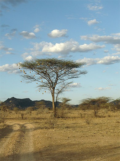 Perdu au coeur de la savane