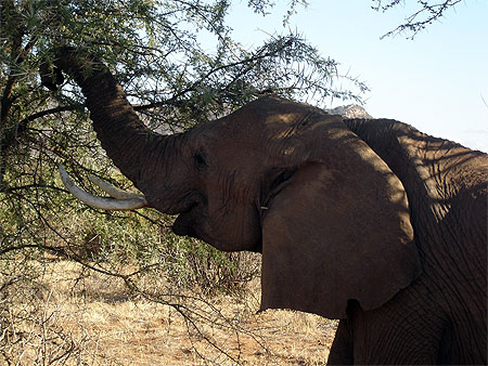 El�phant