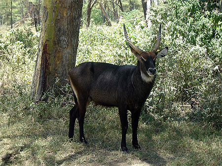 Waterbuck du lac Nakuru