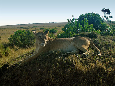 Lionne