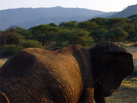 Un coucher de soleil � dos d'�l�phant