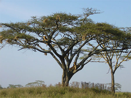 A la chasse...