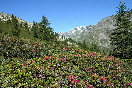 Fleurs des Alpes