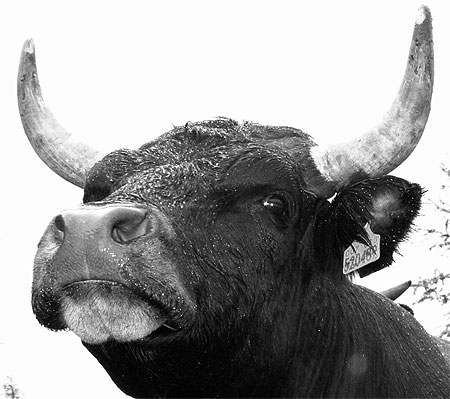 Vache sous la pluie