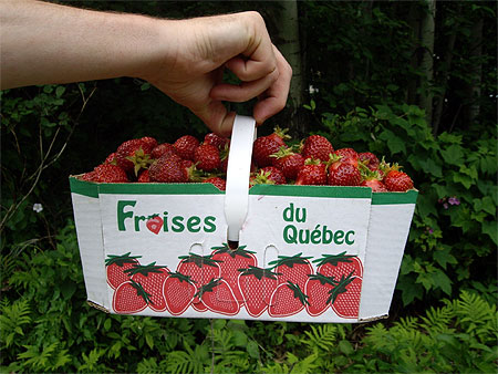 Fraises de l'�le d'Orl�ans