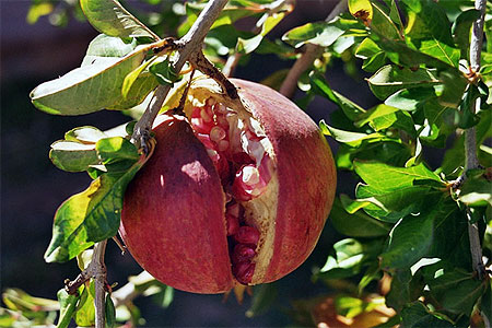 Grenade dans la vall�e des roses