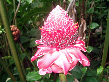 Rose de porcelaine