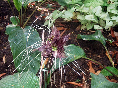 Fleur chauve-souris