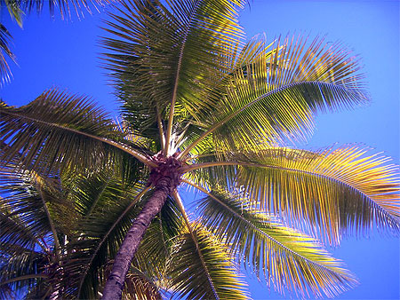 Cocotiers