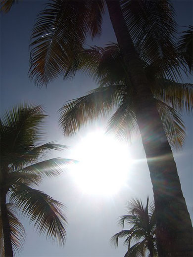 Cocotiers