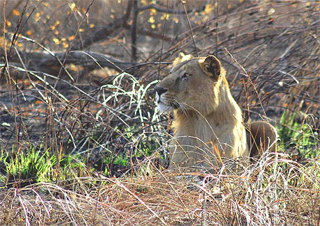 Lion � Pama