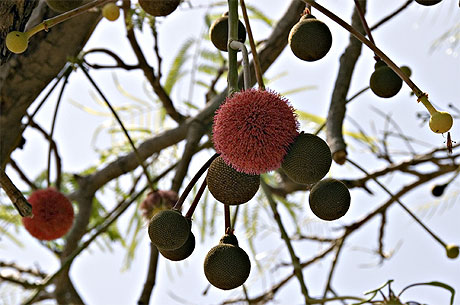 Fruit du n�r� avant de s�cher 