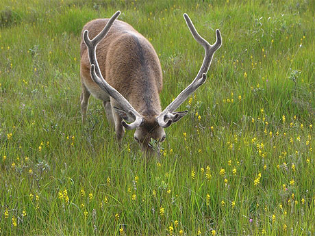Cerf Highlands