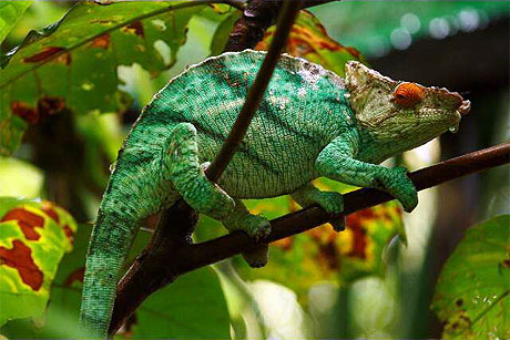 cam�leon de madagascar