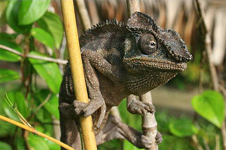 Cam�l�on de madagascar