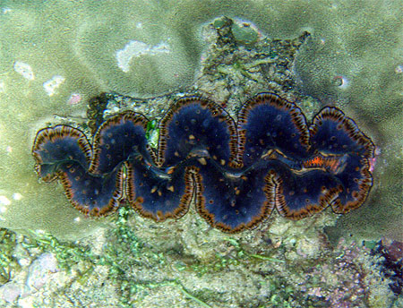B�nitier