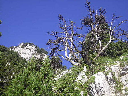 Col de l'Alpe