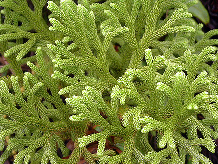 Corail Vert