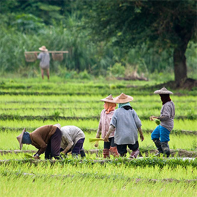 Rizi�res � Mae Hong Son