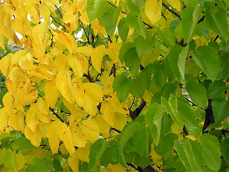 Vert et jaune
