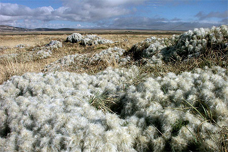 Cactus laineux