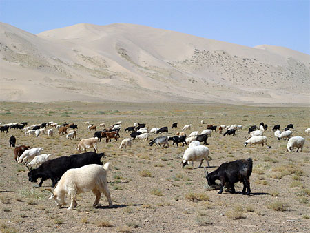 Gobi