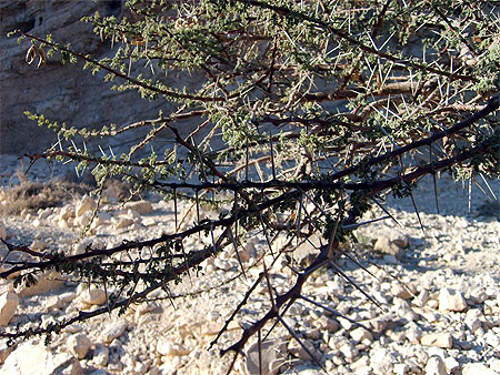 Branche d'acacia