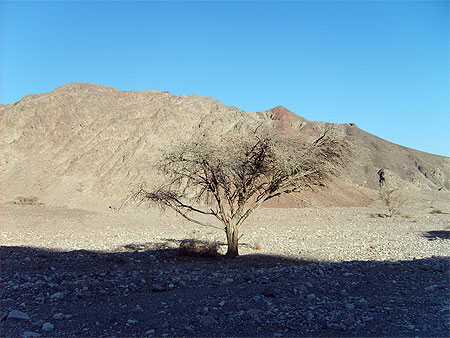 Acacia du d�sert du Neguev