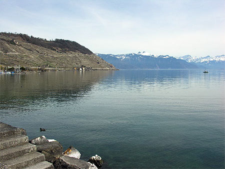 Lavaux en d�but de printemps
