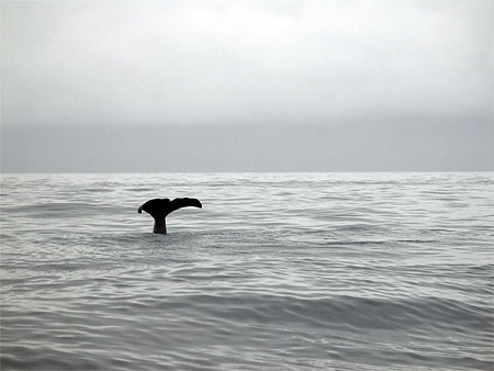 Diving