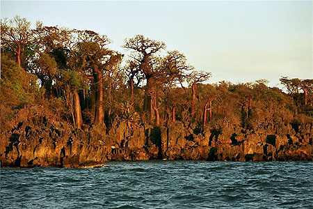 Baobabs et tsingy marin