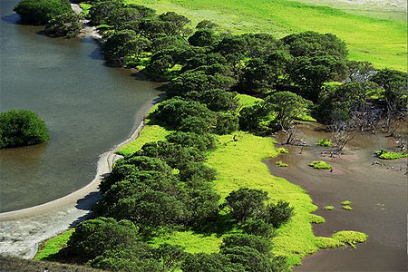 Mangrove