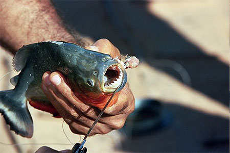 Piranhas