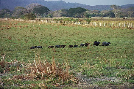 Famille Capybaras