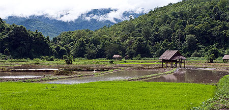 Les premi�res rizi�res au nord de Mae Hong Son