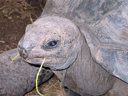 Les tortues centenaires de l'�le de la Digue