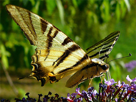Machaon � La Lebre