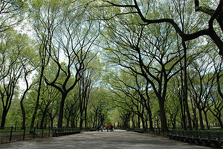 Central Park