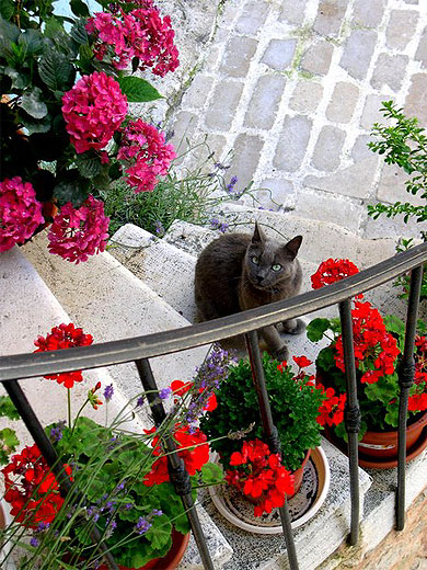 Chat � Tourrettes sur Loup