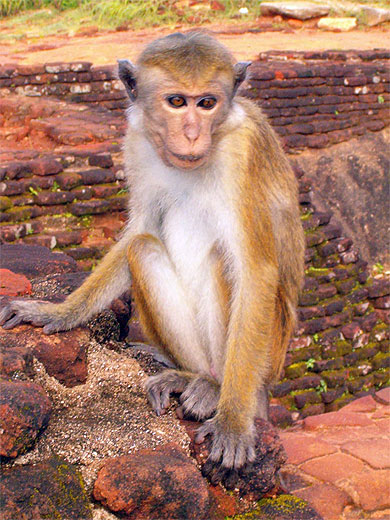 Singe 