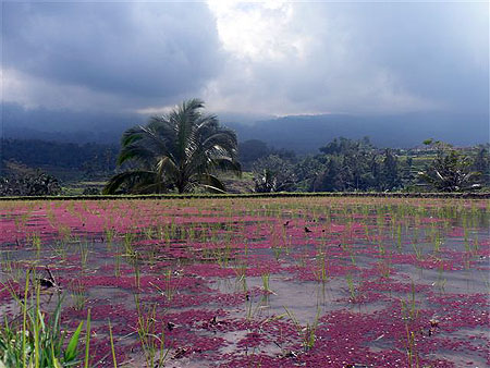 Riz rouge