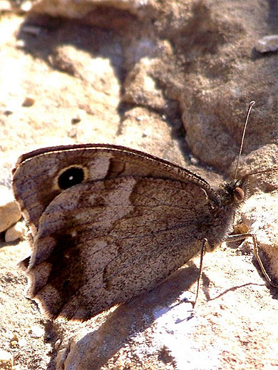 Papillon au col de Vence